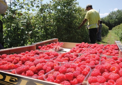 Цена малине