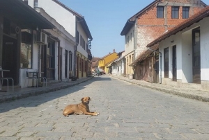 Летњи дан у Тешњару